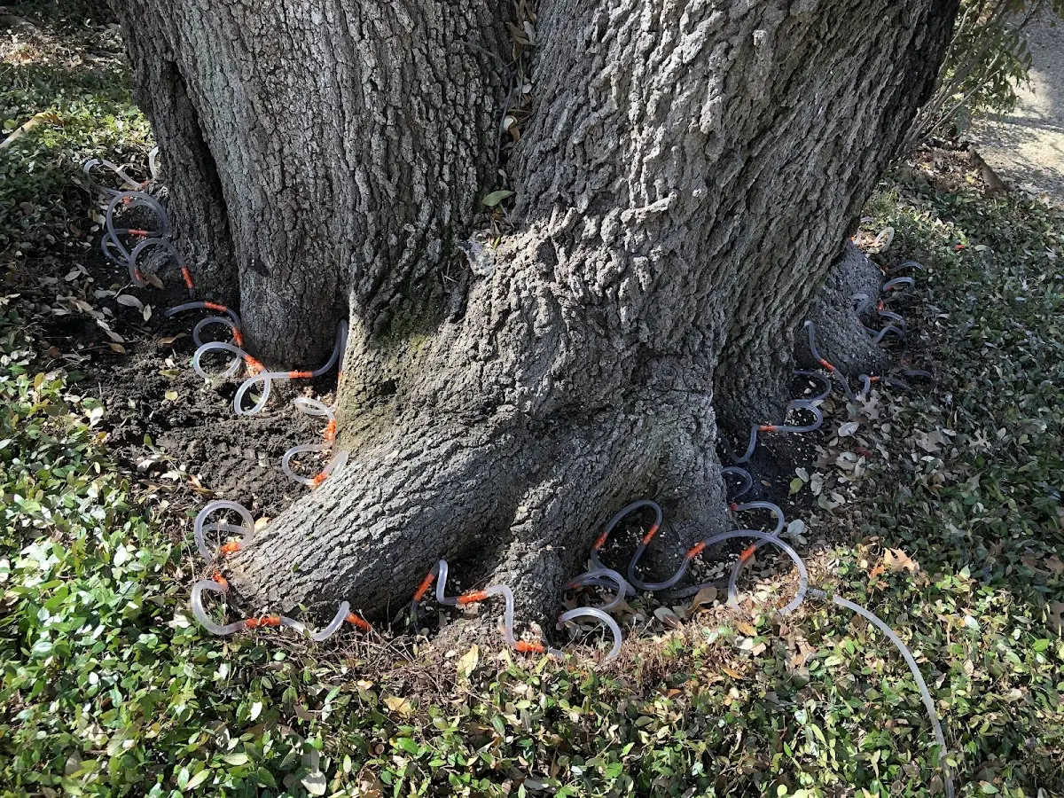 Detailed Tree Cabling and Bracing job site in Harrisburg