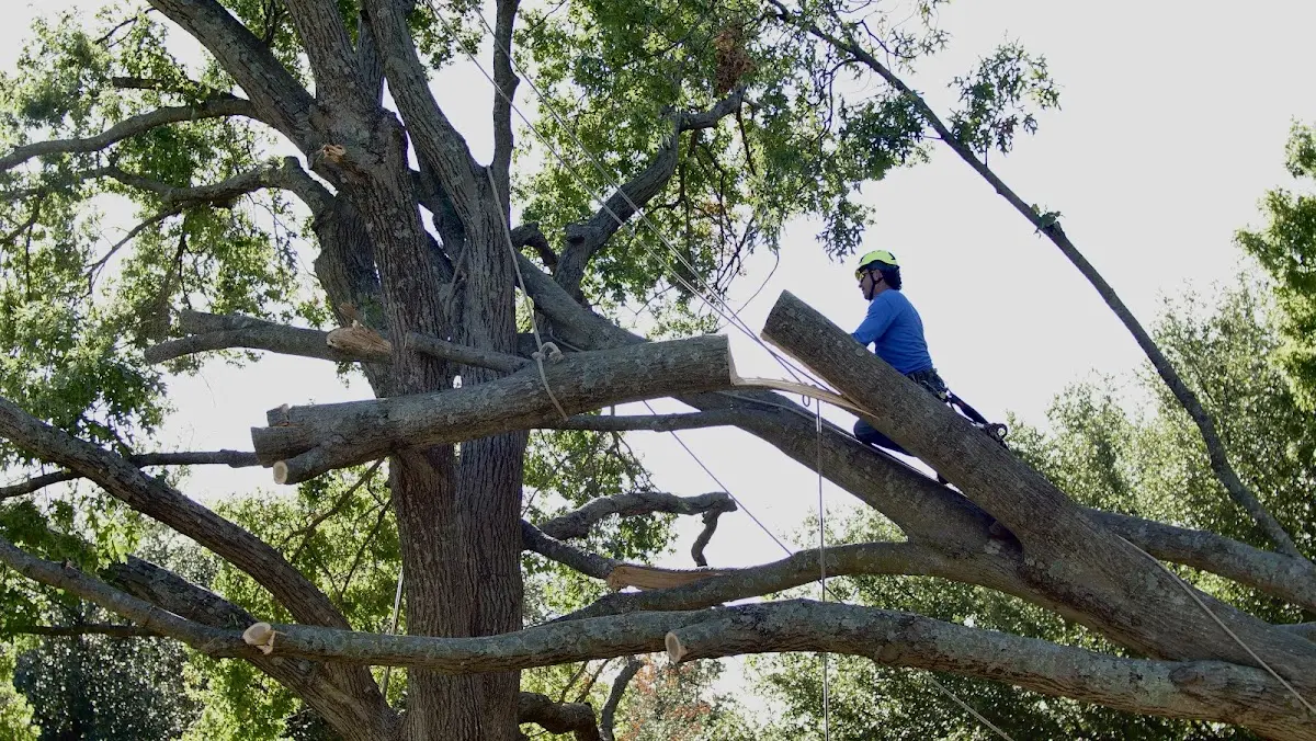 Professional Crown Thinning performed by certified arborists in Harrisburg