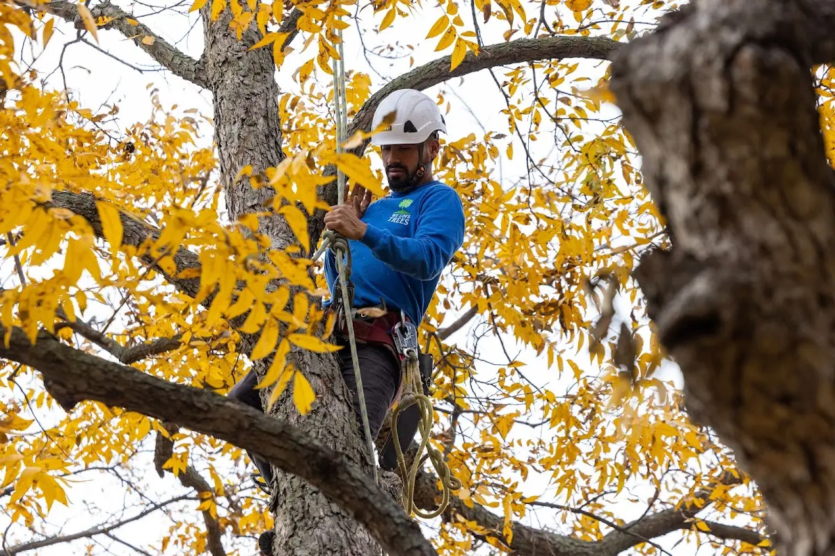 Skilled Storm Damage Cleanup crew working in Harrisburg