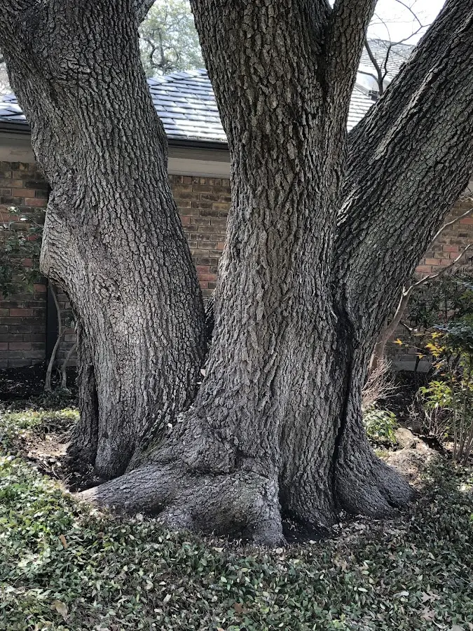 Mature heritage tree close to a Harrisburg property cared for by certified arborists